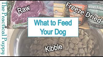 Post 5 by The Practical Puppy on YouTube (video)