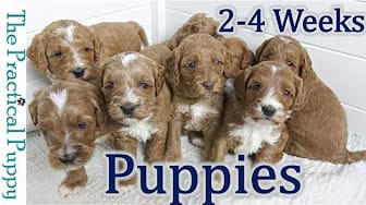 Post 6 by The Practical Puppy on YouTube (video)