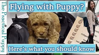 Post 3 by The Practical Puppy on YouTube (video)