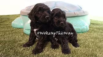 Post 2 by The Practical Puppy on YouTube (video)
