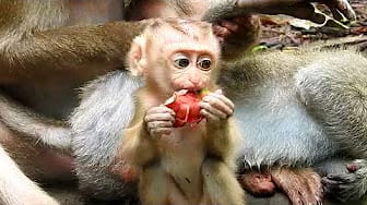 Post 2 by Baby Monkeys on YouTube (video)