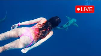 Post 1 by Pelax Music on YouTube (video)
