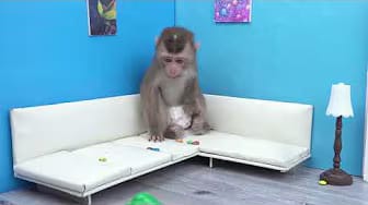 Post 1 by Coco Monkey Kiki on YouTube (video)