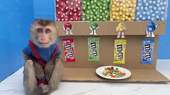 Post 6 by Coco Monkey Kiki on YouTube (video)