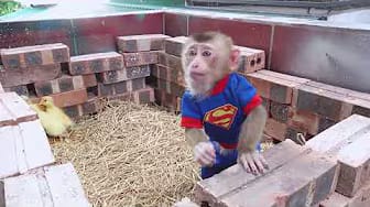 Post 7 by Coco Monkey Kiki on YouTube (video)