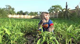 Post 2 by Coco Monkey Kiki on YouTube (video)