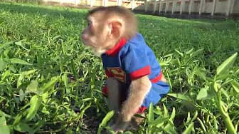 Post 4 by Coco Monkey Kiki on YouTube (video)