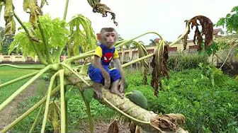 Post 3 by Coco Monkey Kiki on YouTube (video)