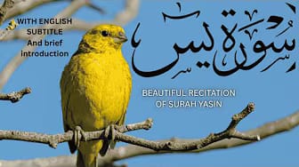 Post 8 by Quran and Hadith for every one on YouTube (video)