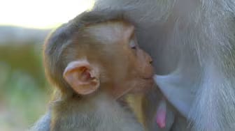 Post 9 by Monkey Noble on YouTube (video)