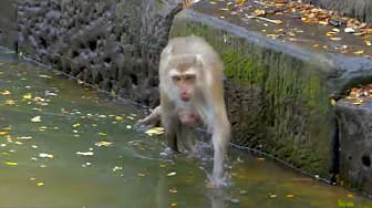 Post 10 by Monkey Noble on YouTube (video)