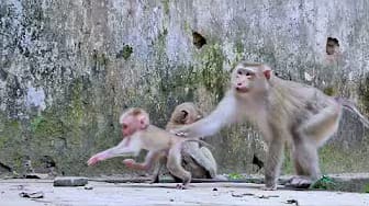 Post 4 by Monkey Noble on YouTube (video)