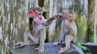 Post 1 by Monkey Noble on YouTube (video)
