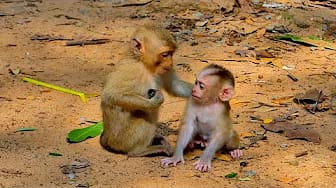 Post 3 by Monkey Noble on YouTube (video)