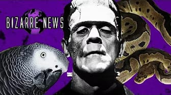 Post 3 by How Bizarre Pictures on YouTube (video)