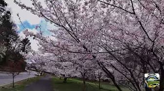 Post 2 by PERARI N RULIKS on YouTube (video)