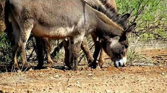 Post 9 by Enin Acres on YouTube (video)