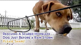 Post 3 by Rescue From The Hart on YouTube (video)