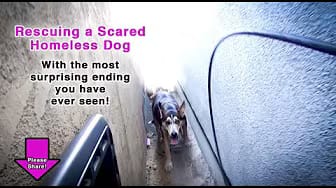 Post 7 by Rescue From The Hart on YouTube (video)