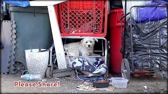 Post 6 by Rescue From The Hart on YouTube (video)