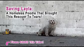 Post 2 by Rescue From The Hart on YouTube (video)