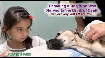 Post 5 by Rescue From The Hart on YouTube (video)