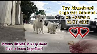 Post 4 by Rescue From The Hart on YouTube (video)