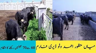 Post 4 by Real Village life on YouTube (video)