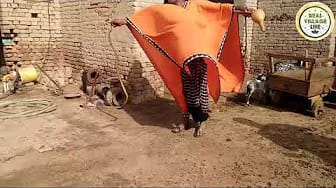 Post 1 by Real Village life on YouTube (video)
