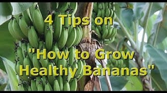 Post 6 by Natural Living Designs on YouTube (video)