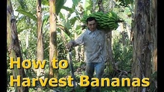 Post 5 by Natural Living Designs on YouTube (video)