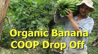 Post 4 by Natural Living Designs on YouTube (video)
