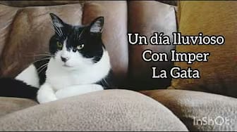 Post 10 by Cat Sports on YouTube (video)