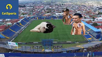 Post 6 by Cat Sports on YouTube (video)