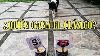 Post 2 by Cat Sports on YouTube (video)