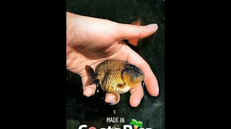 Post 5 by The Goldfish Co. on YouTube (video)