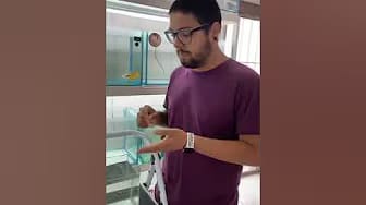 Post 3 by The Goldfish Co. on YouTube (video)