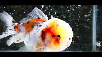 Post 8 by The Goldfish Co. on YouTube (video)