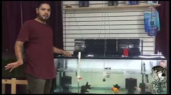 Post 6 by The Goldfish Co. on YouTube (video)