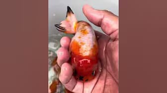 Post 2 by The Goldfish Co. on YouTube (video)