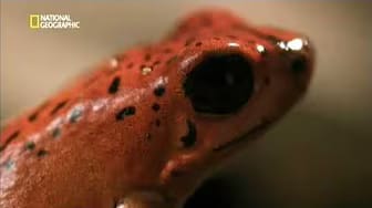Post 3 by Costa Rica WOW! on YouTube (video)