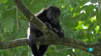 Post 5 by Costa Rica WOW! on YouTube (video)