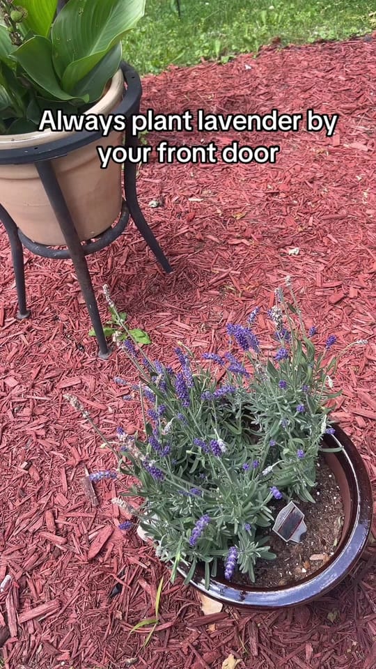 Post 3 by OG.Goldi on TikTok (video)