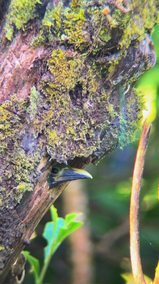 Post 7 by Experience Monteverde CR on TikTok (video)
