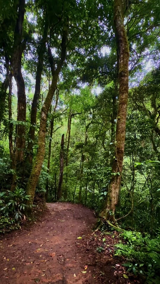 Post 5 by Experience Monteverde CR on TikTok (video)