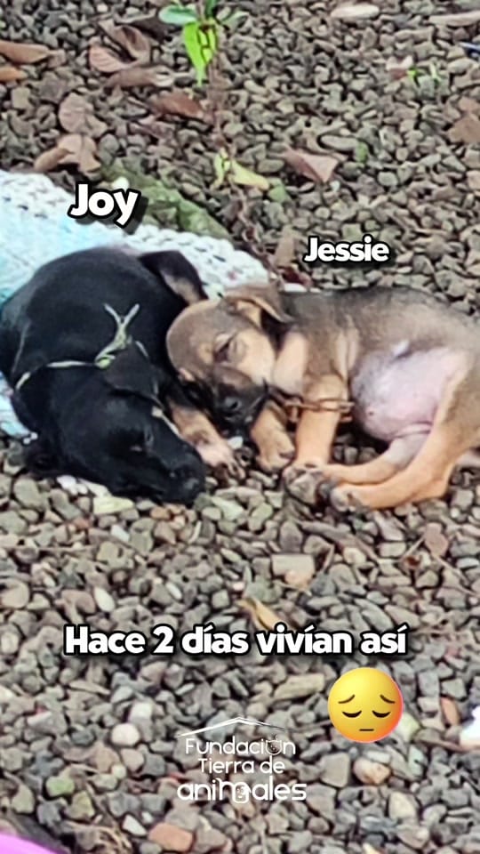 Post 7 by Fundación on TikTok (video)