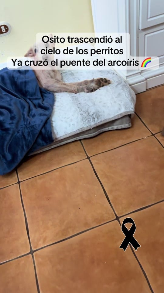 Post 10 by Fundación on TikTok (video)