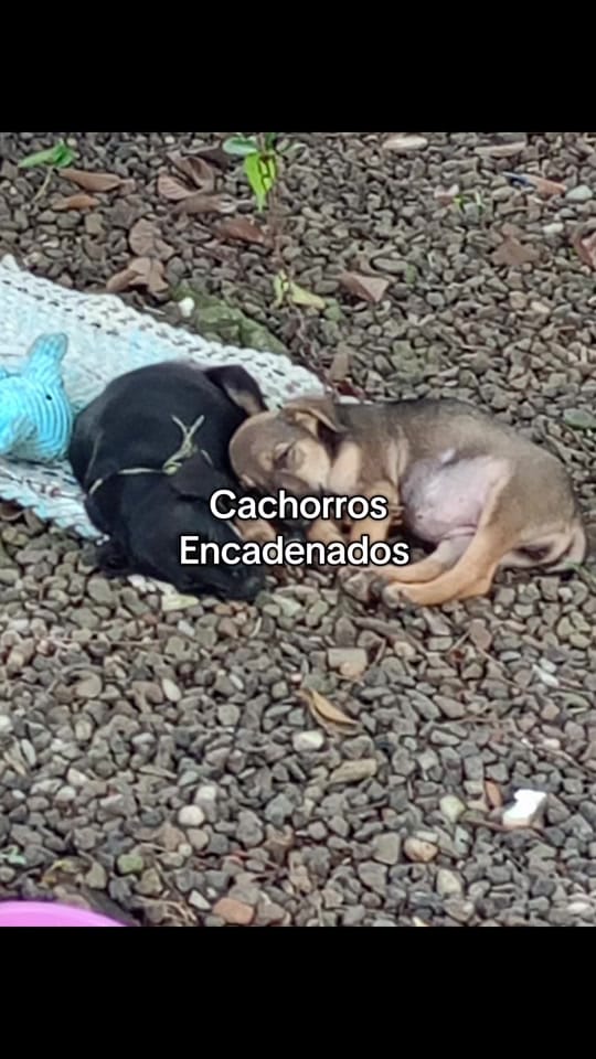 Post 8 by Fundación on TikTok (video)