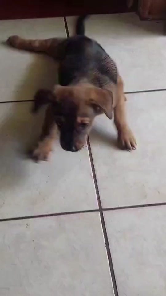 Post 1 by Fuerza Animalia on TikTok (video)