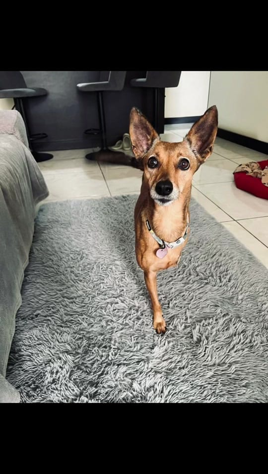 Post 7 by Fuerza Animalia on TikTok (video)